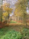 Redhouse-Wood.jpg
