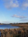 Reedbed.jpg