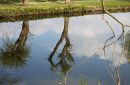 Reflection13.jpg