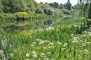 River_Colne_11.jpg
