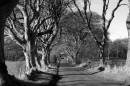 Road_of_Trees_2_in_N_I.jpg