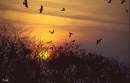 Rookery_sunset.jpg