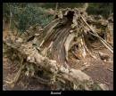 Rooted.jpg