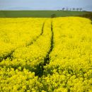 Sea_of_Yellow-1-2.jpg