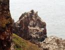 Sea_stacks_St_Abbs.JPG