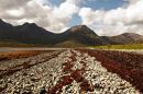 Seaweed_Stripes_on_The_Isle_of_Skye.jpg