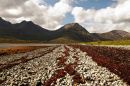 /gallery/data/2/thumbs/Seaweed_Stripes_on_The_Isle_of_Skye.jpg