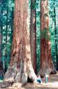 Sequoia.jpg