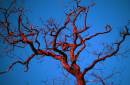 Serpent-Tree.jpg