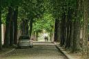 Shady_Avenue.jpg