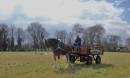 Shire_Horse_Dray.jpg