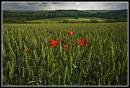 Shoreham_walk_Poppy.jpg