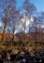 Silver_Birch_at_Ashness_Bridge_1.jpg