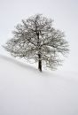 Snow_Tree_1a_edited-1.jpg