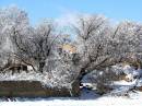 Snow_in_nature_winter.jpg