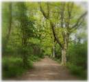 Soft_Focus.jpg
