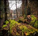 Soudley_Ponds_Forest_of_Dean.jpg