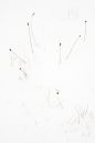 Sperm-grass-in-snow.jpg