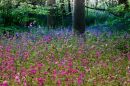 Spring-Colours.jpg