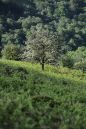 Spring-greens-spotlight.jpg