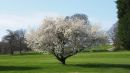 Springtime_at_Bingley.jpg