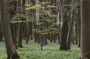 Standing-amongst-giants-Ash.jpg