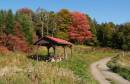Sugar-Maple-w.jpg