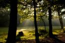 Sunlight-_-shadows.jpg