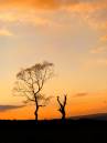 Sunset-trees.jpg