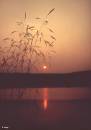 Sunset_grasses.jpg