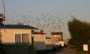Swallow_chicks-July_083-1.jpg