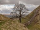 Sycamore_Gap.jpg