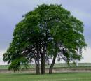 TREES2.jpg