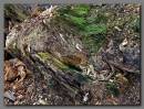 TREE_STUMP.jpg