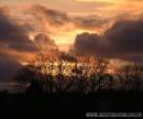TREE_TOP_SUNSET.jpg