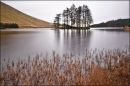 Tall-Trees-WP.jpg