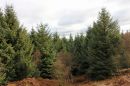 The-Forest.jpg