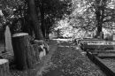The_Fall_B_W_2016.jpg