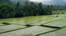 The_Rice_Field_Nusa_Dua_Bali.jpg