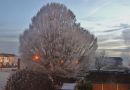 The_Tree4.jpg