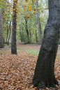 Thetford-Forest-avenue-of-t.jpg