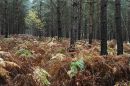 Thetford-Forest-cheeky-one.jpg