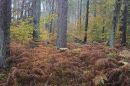 Thetford-Forest-straight-an.jpg