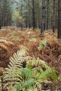 Thetford-Forest-yellow-devi.jpg
