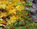 Thimbleberries_D300_0318_10x8_2.jpg
