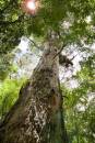Tree-1.jpg