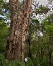 Tree-31.jpg
