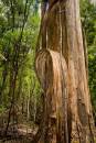 Tree-Bark.jpg