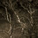 Tree-_2.jpg