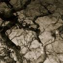 Tree-_4.jpg